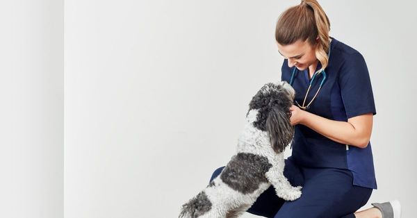 Profession Highlight: Vet Nurse