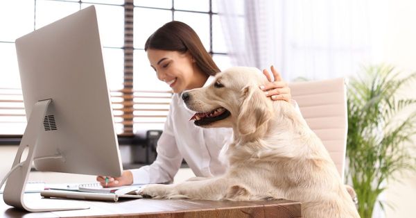 Why You Should Consider Having Dogs in the Office